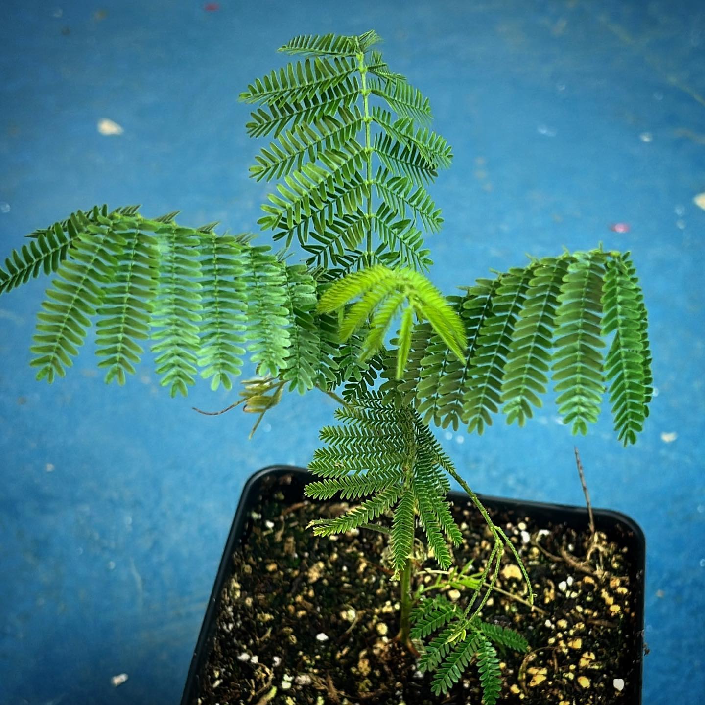 Mimosa Hostilis Plant